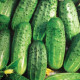 Cucumber seeds «Soplica» F1