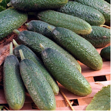 Cucumber seeds «Fason» F1