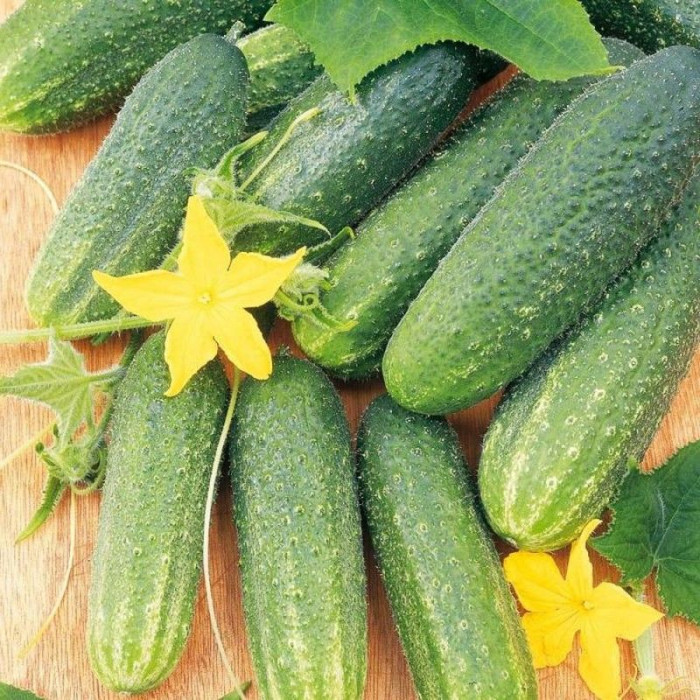 Cucumber seeds «Libelle» F1