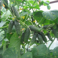 Cucumber seeds «Friendly Family» F1