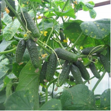 Cucumber seeds «Friendly Family» F1