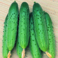 Насіння огірка «Круїз» F1