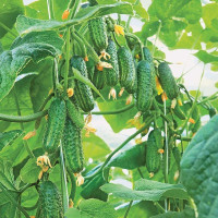 Семена огурца «Эколь» F1