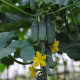 Cucumber seeds «Эколь» F1