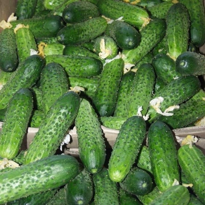 Cucumber seeds «Amour» F1