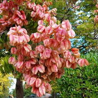 Семена кёльрейтейрии дваждыперистой