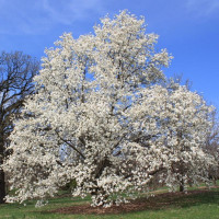 Насіння магнолії кобус