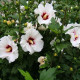 Hibiscus seeds «Rose of Sharon white»