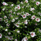 Hibiscus seeds «Rose of Sharon white»