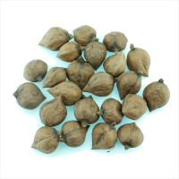 Семена сердцевидного ореха