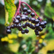 Elderberry black seeds