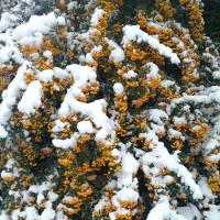 Семена пираканты ярко-красной «Солей дор»