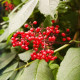 Elderberry red seeds