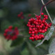 Elderberry red seeds