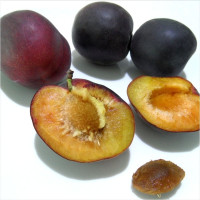 Apricot seeds «Black Prince»