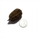 Walnut white seeds