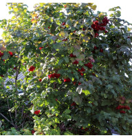 Guelder rose seeds «Roseum»