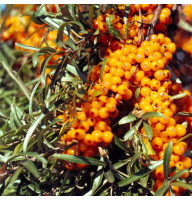 Sea buckthorn seeds