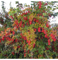 Barberry seeds