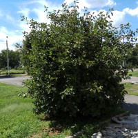 Семена боярышника мягковатого