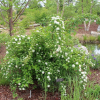 Atlantic ninebark seeds