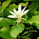 Magnolia umbrella seeds