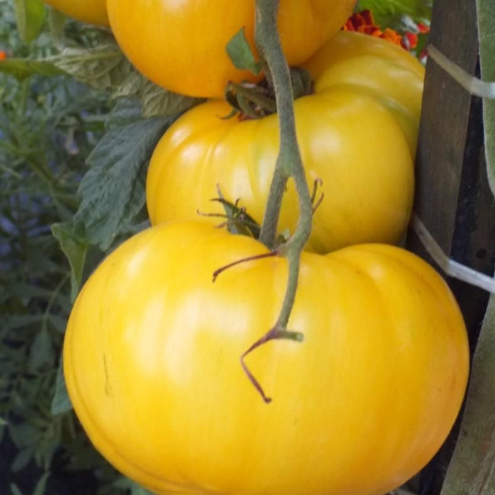 Насіння томату «Ведмежа лапа жовта»