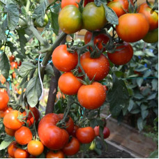 Tomato seeds «Visibly invisible» 