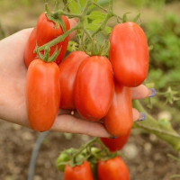 Насіння томату «Сан Марцано»