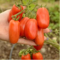 Tomato seeds «San Marzano» 