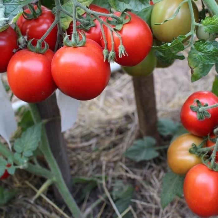 Семена томата «Кубанский штамбовый»