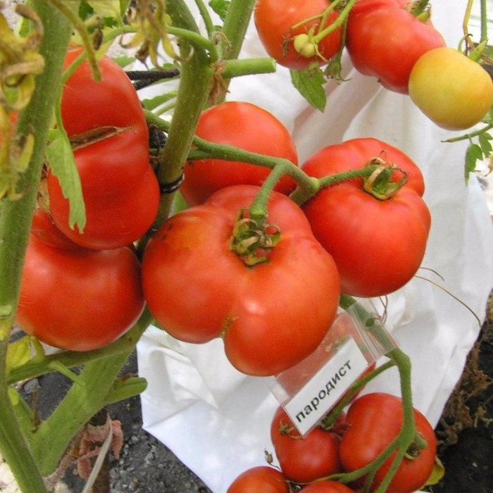 Tomato seeds «Parodist» 