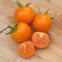 Насіння томату «Помаранець»
