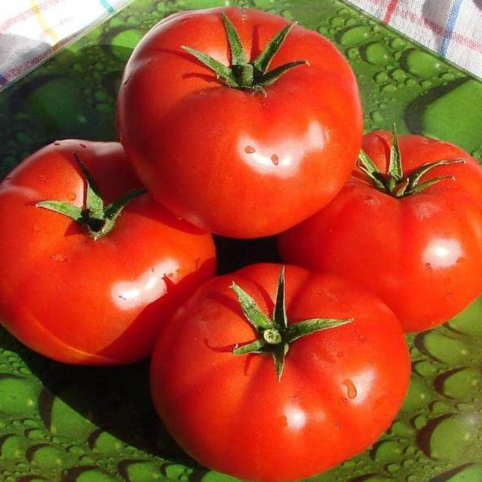 Tomato seeds «Prelude» 