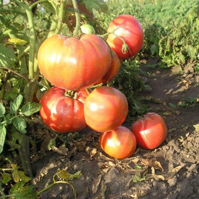 Насіння томату «Малинове віконте»