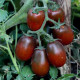 Насіння томату «Чорний мавр»