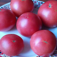 Семена томата «Малиновка»