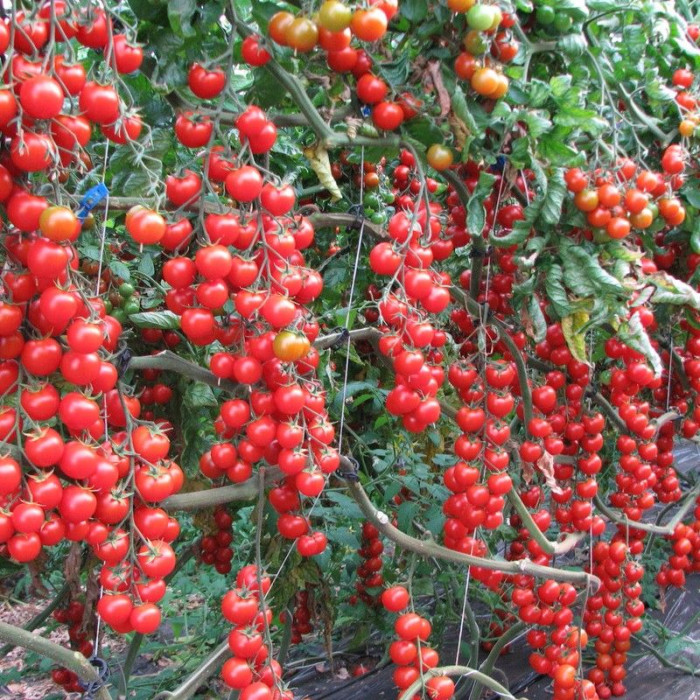 Tomato seeds «Cherry cilidgia red» 