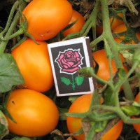 Семена томата «Талисман»