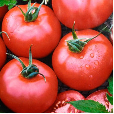 Tomato seeds «Benefit» 