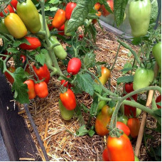Tomato seeds «Kibits» 