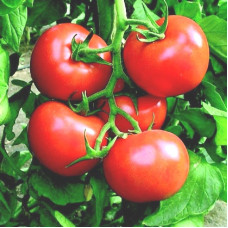 Насіння томату «Багата хата»