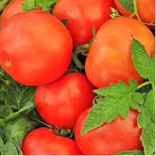 Tomato seeds «Kremenchutskyi» 