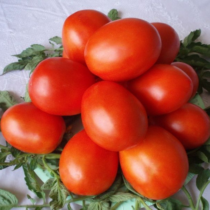 Tomato seeds «Kumach» 