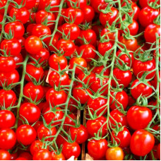 Tomato seeds «Cherry red» (undersized)