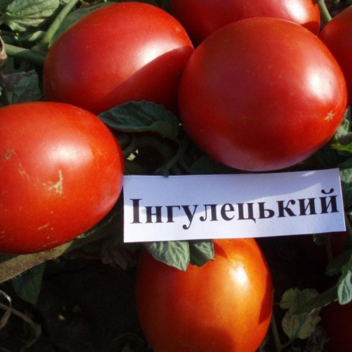 Насіння томату «Інгулецький»