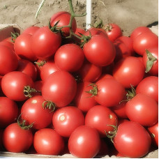 Насіння томату «Солероссо»