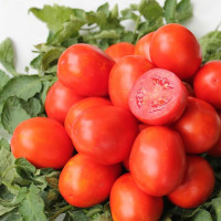 Насіння томату «Легінь»