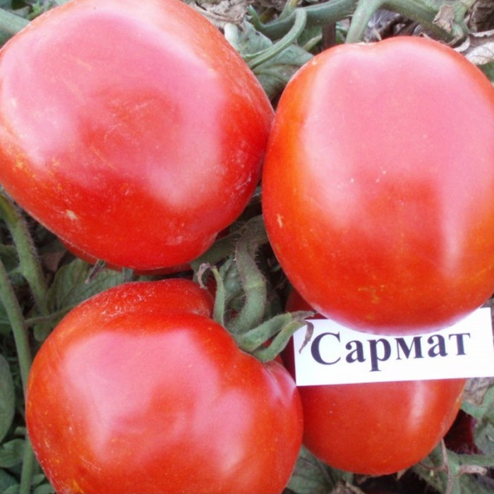 Tomato seeds «Sarmat» 