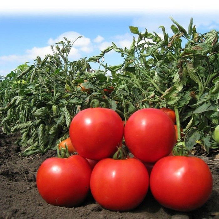 Tomato seeds «Time» 